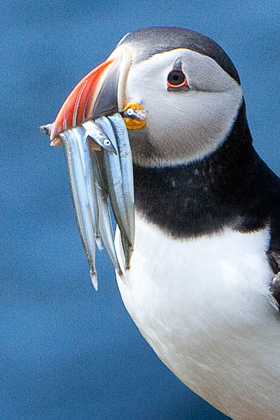 Puffin
Well there had to be one image uploaded to confirm we visited Skomer
