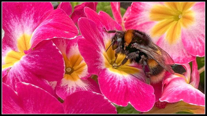 Bumble Bee
iPhone 14 pro macro photography, hand held grab shot in Tom's Garden Centre this afternoon. The image would have been sharper with the phone mounted on a tripod.

