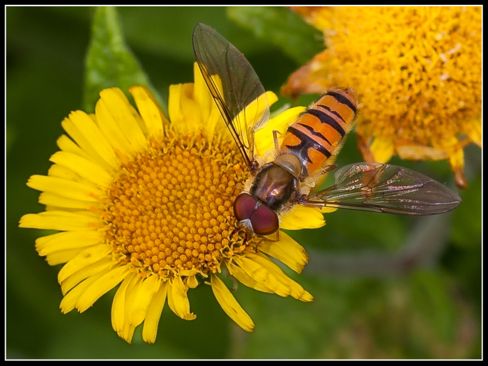 Hoverfly
Keywords: Wetlands