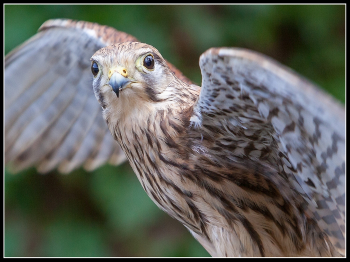 Kestrel
Keywords: Kestrel