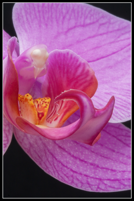 Orchid
Latest 'Intelligent' HD Satellite Dish?
