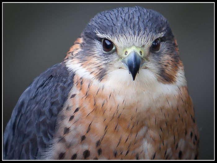 Merlin
Keywords: International Birds of Prey Centre