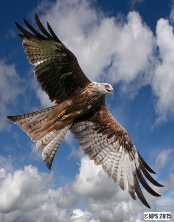 Red Kite
