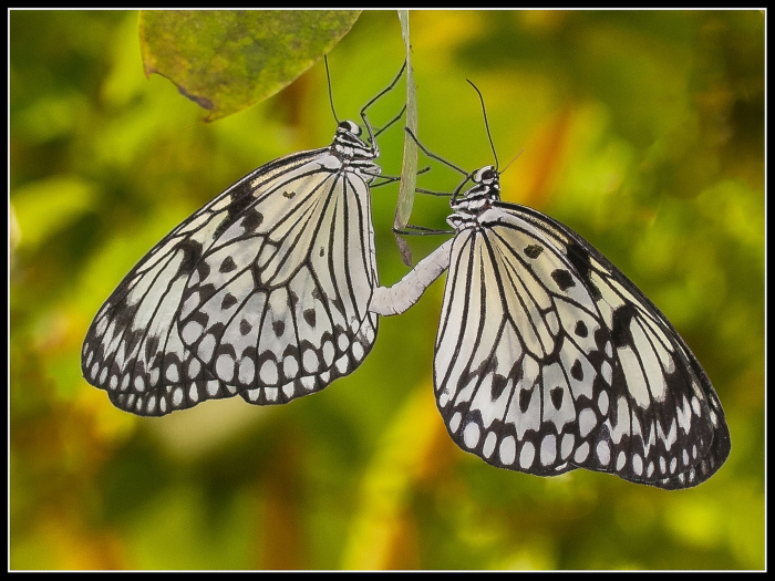 Tree Nymphs
Keywords: Butterfly Fauna and Flora