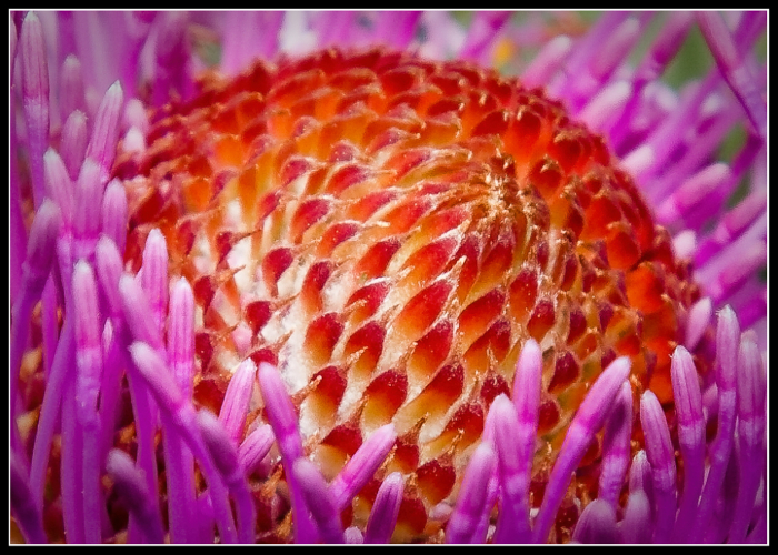 National Botanical Garden
