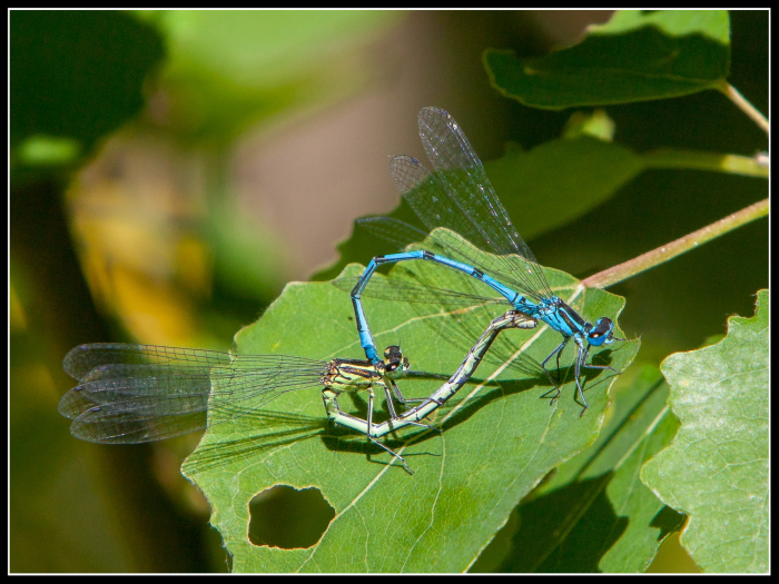 Damselfly
