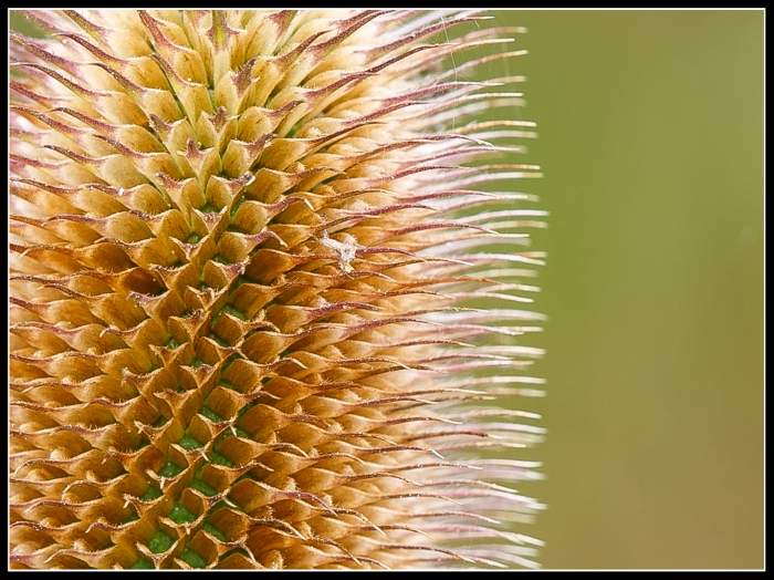 What is it?
The performance of the Canon 100mm IS macro lens is astonishing - this shot captured outdoors at the Wetlands - handheld at 1//200sec at f 7.1
