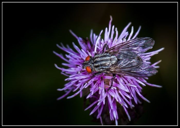 Flesh fly (Sarcophaga carnaria)
Don't know what the beasty is - just trying out  Canon 100mm IS macro lens at Wetlands this afternoon
