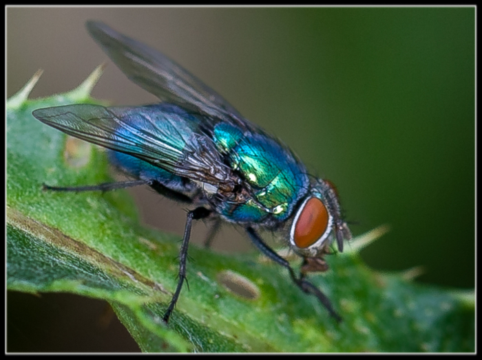 Bluebottle Fly
