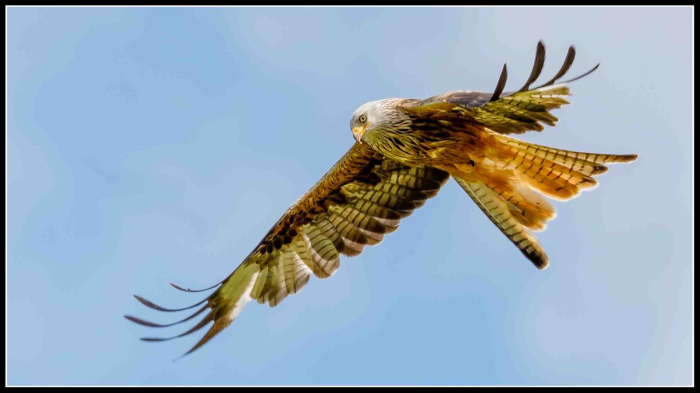 Red Kite
Keywords: Redkite Rhayder