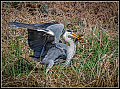 Heron-Boshorston3Dlilly-ponds.jpg