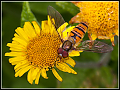 Hoverfly.jpg