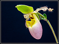 Lady_s_Slipper_Orchid.jpg