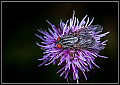 Filename=_MG_4433.jpg
Filesize=1347KiB
Dimensions=1960x1400
Date added=Aug 22, 2010 _MG_4433.jpg