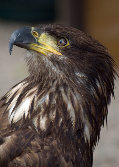 Bald Eagle
