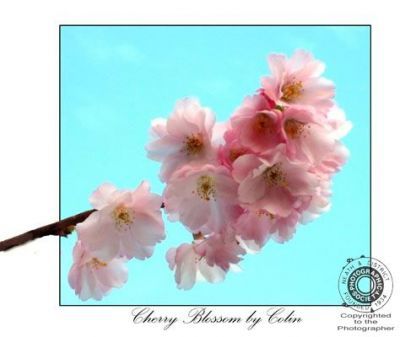 Cherry Blossom
