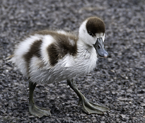 Have You Seen My Mummy
Young Shell Duck taken at Slimbridge
