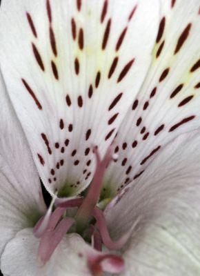 Lily

