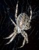 Garden_Spider.jpg