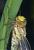 Filename=Newly_emerged_Southern_Hawker.jpg
Filesize=53KiB
Dimensions=517x750
Date added=Jul 16, 2011 Newly_emerged_Southern_Hawker.jpg