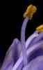 Filename=Pollen_on_Lily_Anther.jpg
Filesize=9KiB
Dimensions=250x400
Date added=Mar 25, 2008 Pollen_on_Lily_Anther.jpg