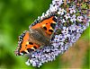 Filename=Small-Tortoiseshell-on-Buddlea.jpg
Filesize=65KiB
Dimensions=750x580
Date added=Sep 02, 2010 Small-Tortoiseshell-on-Buddlea.jpg
