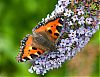 Small-Tortoiseshell-on-Buddlea.jpg