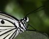 Filename=Tree_Nymph.jpg
Filesize=116KiB
Dimensions=400x320
Date added=May 20, 2009 Tree_Nymph.jpg