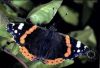 Red-Admiral-6-copy_jpg.jpg