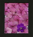 Garden_scan_.jpg