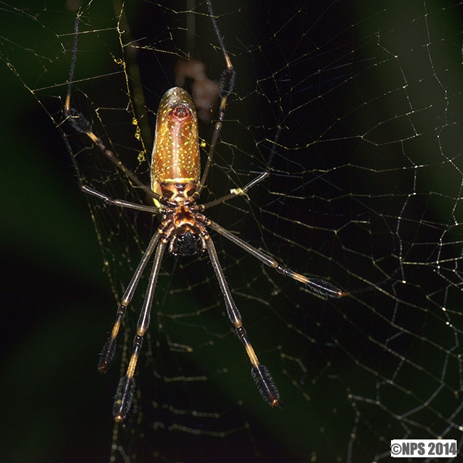 Spider_-_Golden_Orb_DSC_1694.jpg