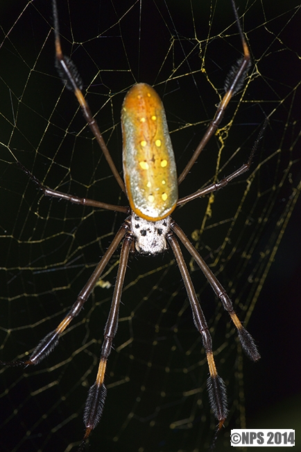 Golden Orb Spider - Did you check under your bed tonight?
