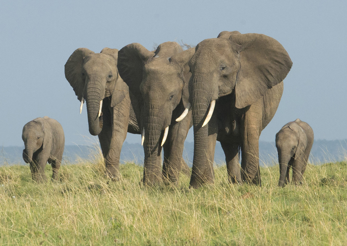Adult Elephants with calves
