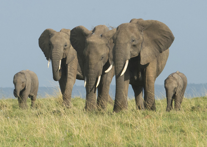 Adult Elephants with calves
