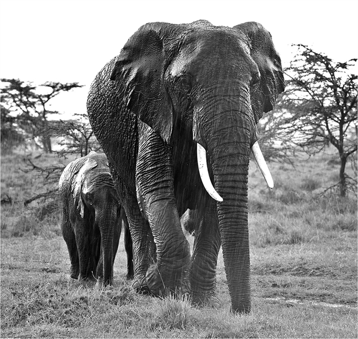 Another Elephant and calf, taken in heavy rain
