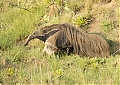 Giant_Anteater.jpg