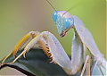 Mantis_Nymph_portrait.jpg