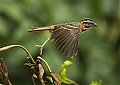 Sparrow_-_Black_Striped_-_taking_off__DSC_2379.jpg