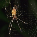 Spider_-_Golden_Orb_DSC_1694.jpg