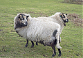 Welsh_Badger_Sheep.jpg