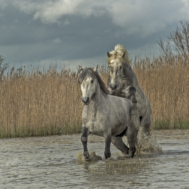Horses in the Camargue

