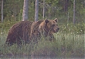 Briown_Bear_in_the_mist_in_Finland~0.jpg