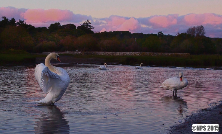 Swans at Dusk.
