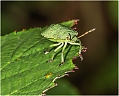Green_Bug.jpg