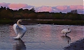 Swans_at_dusk_.jpg