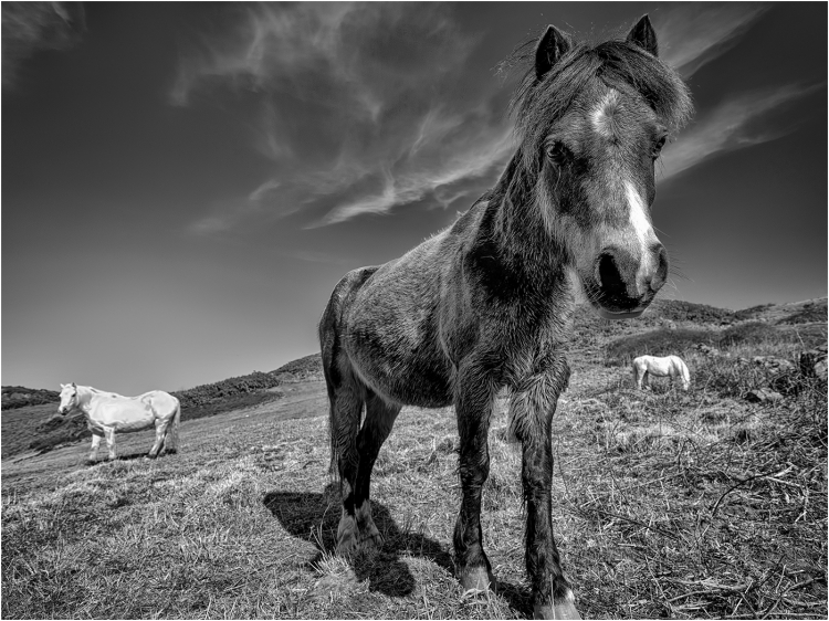 Ponies in Ceredigion
Scored 17 (print), flora & fauna.
Pentax K-5IIs. 12mm, f/5.6, 1/640sec, ISO 100, -0.7ev.
