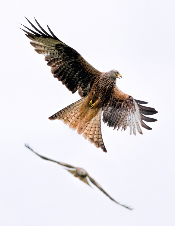 Red Kites
Scored 20 (print), flora & fauna.
Pentax K-5IIs. 190mm, f/6.3, 1/2500sec, ISO 800. Printed on fine art rag paper.
