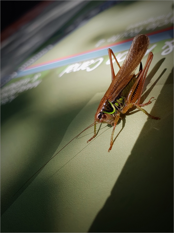 Metrioptera Roeselii
Scored 19 (print), flora & fauna category.
Samsung Galaxy S9 phone (!)
