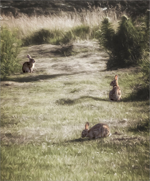 Rabbit, Rabbit, Rabbit
Not scored (pdi), "flora and fauna" category.
Pentax K-5IIs. 85mm, f/8, 1/8000sec, ISO 3200, -2ev.
This was the version I thought I had supplied for judging, but there was a mix up.
