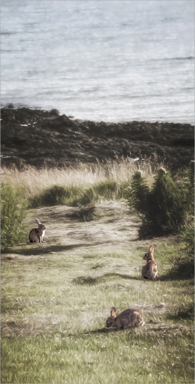 Rabbit, Rabbit, Rabbit
Scored 16 (pdi), "flora and fauna" category.
Pentax K-5IIs. 85mm, f/8, 1/8000sec, ISO 3200, -2ev.
This was not my intended version for judging, but I believe this is the one that was scored.
